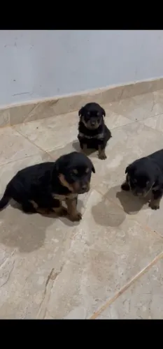 Rottweiler a venda 