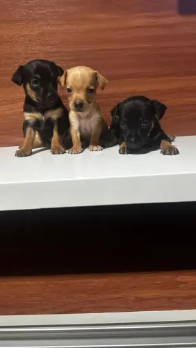 Pinscher