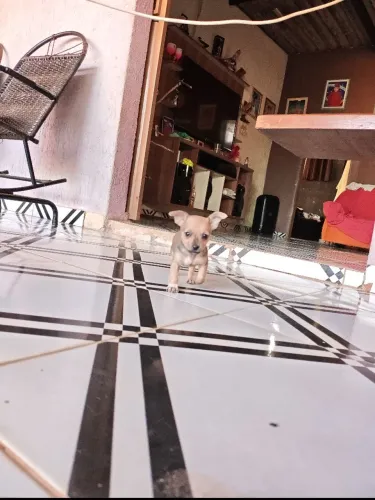 Pinscher