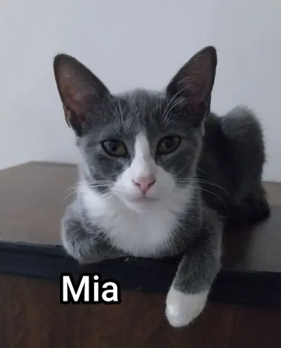 DOAÇÃO GATINHOS