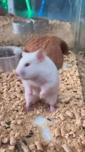 Filhotes de ramister sírio 