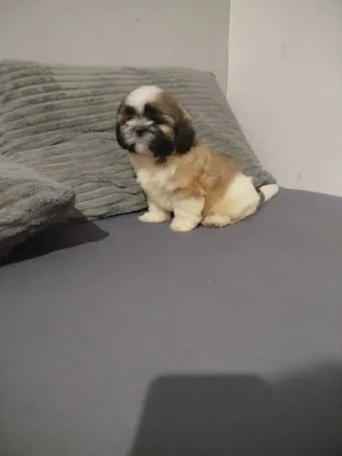 Vende-se shih tzu