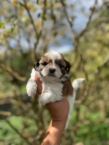 Belos shih tzu disponível 