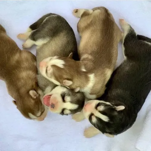 Filhotes de Husky Siberiano | Puro entusiasmo.