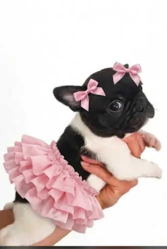 Buldog Francês Femeas