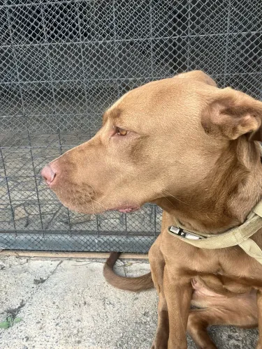 Doa-Se PitBull