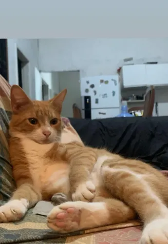 Doação de gato macho