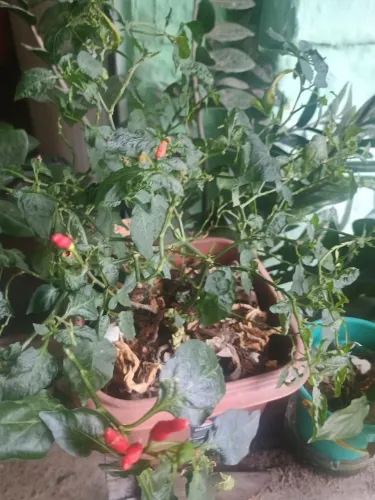 Pimenta ?