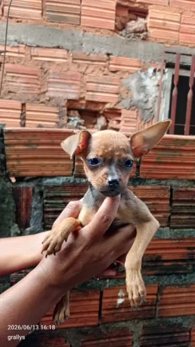 Vendo uma filhote de pinscher fêmea n° 01