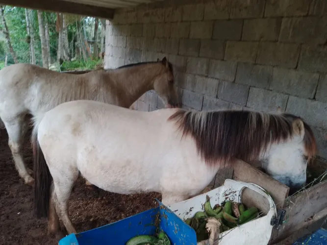 Cavalo manga larga