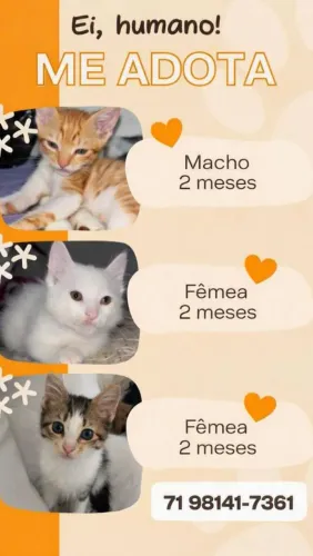 Gatinhos filhotes para adoção
