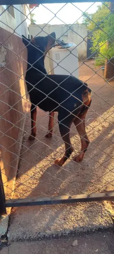 Filhote Doberman Puro 