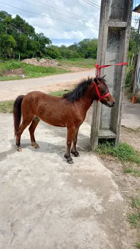 Pônei 