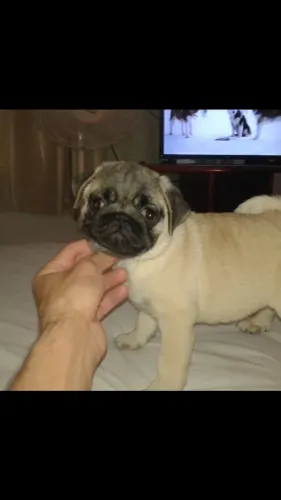 Pugs machos (, filhotes)