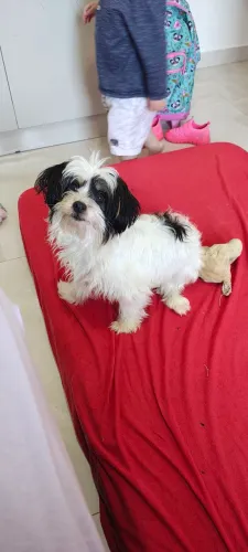 Cachorro pra doação (FÊMEA)