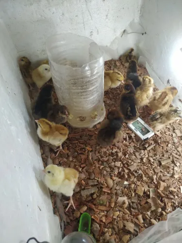 Pintinhos da raça Embrapa 051com pesadão vermelho e pesadão vermelho puro também 