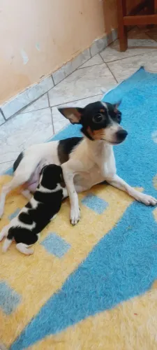 Filhote de Pinscher machinho