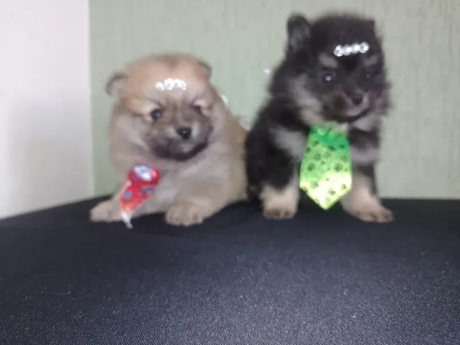 Spitz alemão anão ursinho marchinhas mega promoção $ 2.000 até 12 vezes