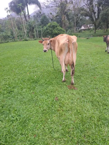 Animais para agropecuária
