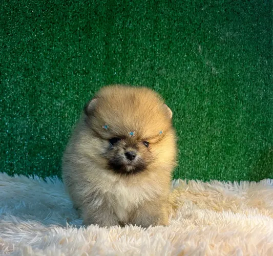 Spitz alemão anão macho / Lulu da pomerânia bem pequeno.