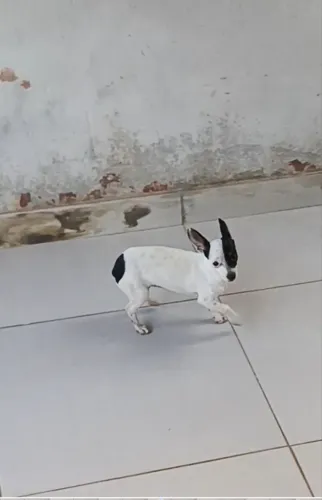 Vende-se Pincher fêmea 5 meses tricolor 