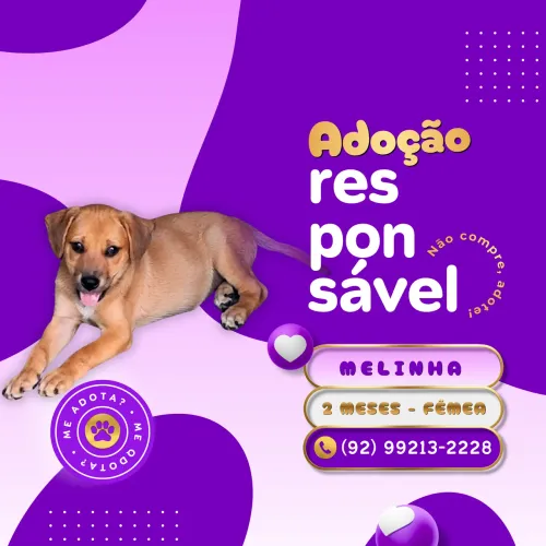 ADOÇÃO RESPONSÁVEL! <br>