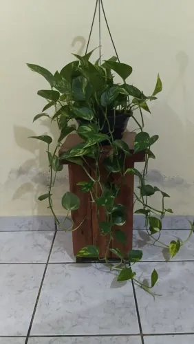 Jiboias