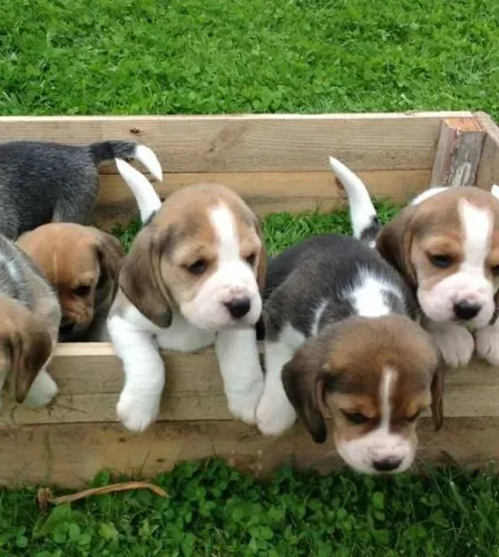 Beagle alegria em toda sua casa hoje