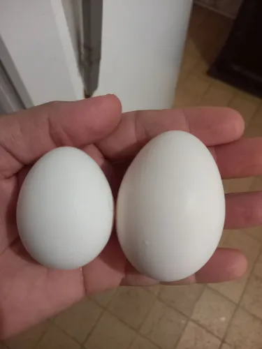Ovos férteis de galinha legorne americana branca 
