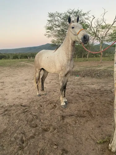 Égua mangalarga picado