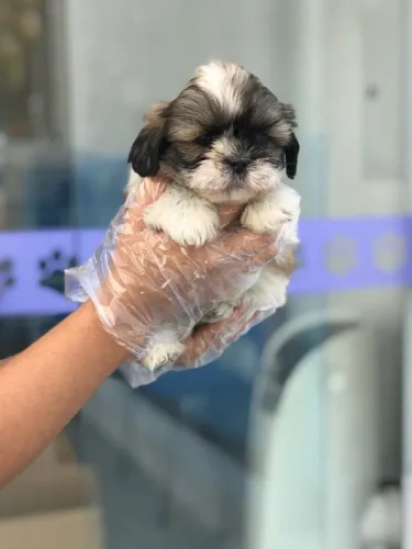 Filhotes Shih Tzu Selecionados com Garantia de Saúde e Documentação