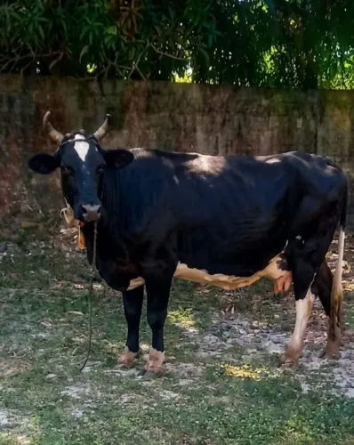 VACA HOLANDEZA 10L POR DIA ESTÁ GRAVIDA DE UM TOURO GUZERÁ