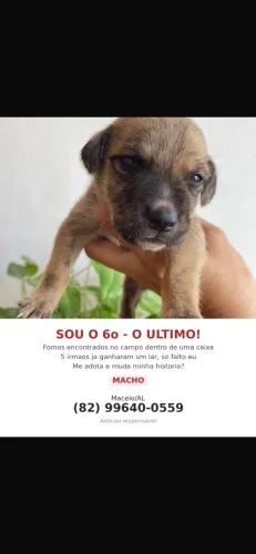Adoção responsável 