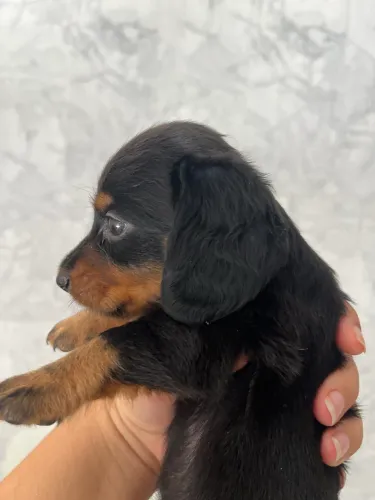 Dachshund pelo longo