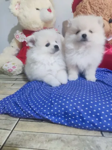 Filhotes de Spitz Alemão Machinhos