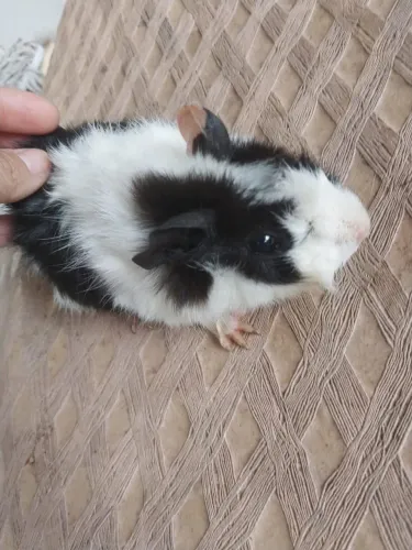 Porquinhos da Índia macho