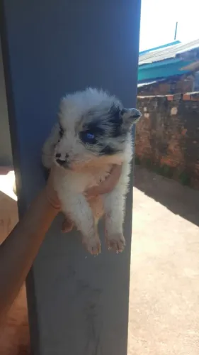 Filhotes de border Collie
