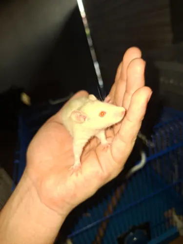 6 ratos Twitter disponível