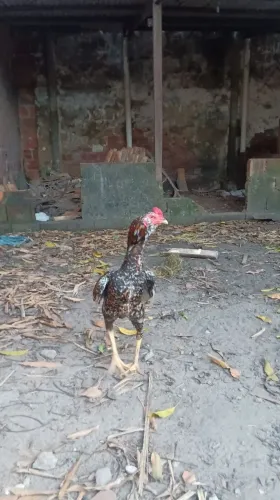 Vendo galo