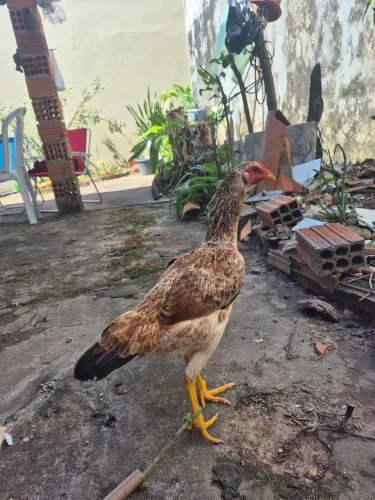 GALINHA CAIPIRA