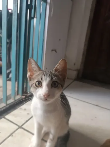 Gato para adoção