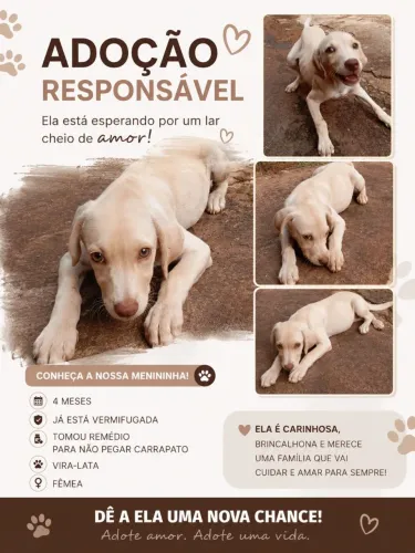 Adoção