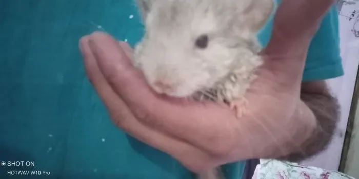 Vendo Lindo filhote de chinchila Fêmea