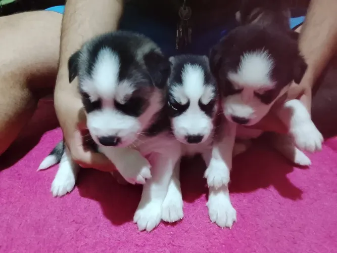 Husky 