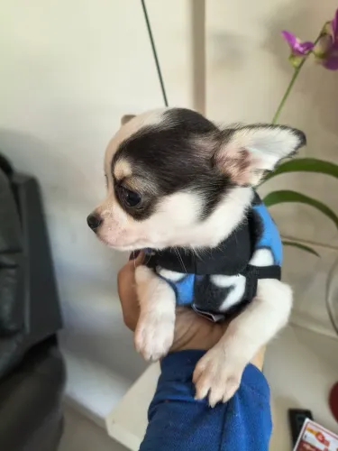Vendo lindos filhotes de chihuahua machos particular super promoção