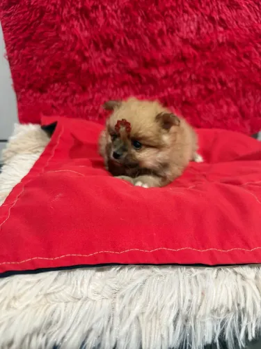Spitz alemão machinho laranja