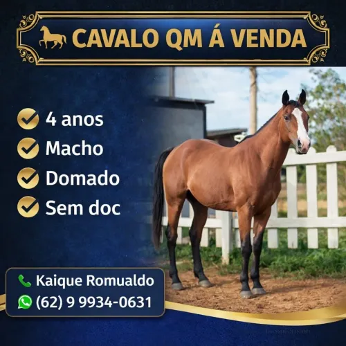 Vendo potro QM