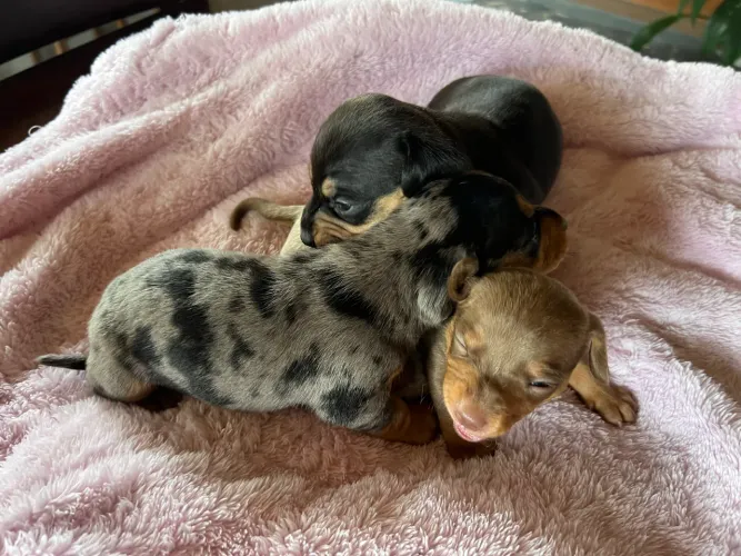Dachshund filhotes