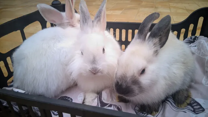 Coelhos, 3 meses