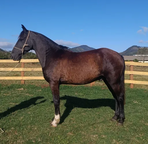 Cavalo manso passeio e campo